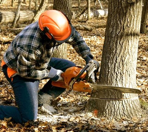 Tree Removal in Frankford, DE